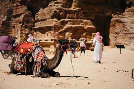 ४ मरुभूमि बाँच्नको लागि ऊँटहरूको उल्लेखनीय अनुकूलन