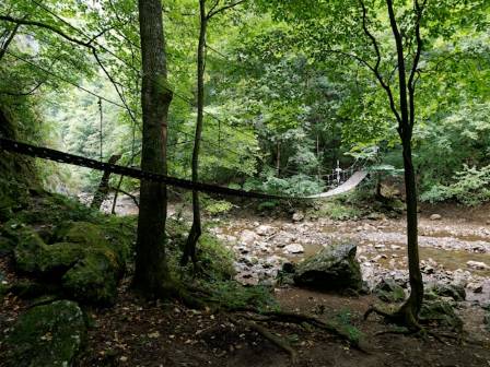 टाढाका जंगलहरूमा रहेका ६ अत्यन्त सुन्दर जीवित जराको पुल