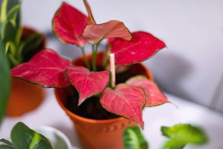 हरेक कोठाका लागि ९ सुन्दर इनडोर प्लान्ट डेकोर विचारहरू