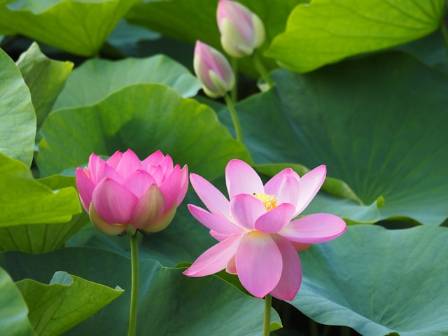 कमल फूलका रोचक तथ्यहरू